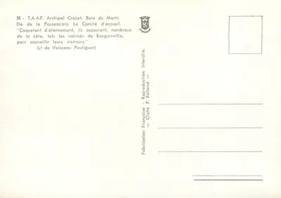 Pinguiny — Zatoka Marin, Archipel Crozet — T.A.A.F. — nr 38 — Rewers