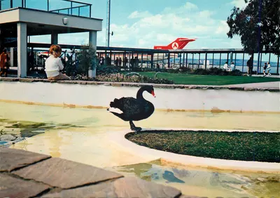 Cisne negro no aeroporto de Perth — Nu-Color-Vue, PE32