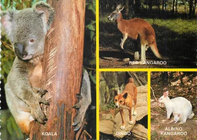 Animais da Austrália — Koala, Canguru vermelho, Dingos, Canguru albino — editor Sydney G. Hughes, série AML1014