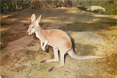 Canguru vermelho — Austrália — Sandscene International