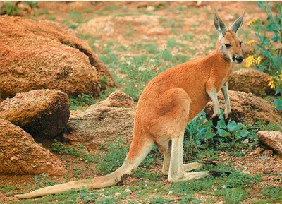 Canguru australiano — Published by Barker Souvenirs, Alice Springs, 0871