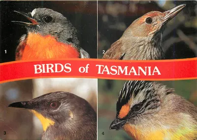Aves da Tasmânia — 4 espécies — Carta postal & Recordações, Tasmânia Austrália