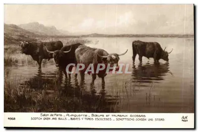 Vacas e touros escoceses — Salão de Paris — Plaquette n°4968 — J.A.N. Paris