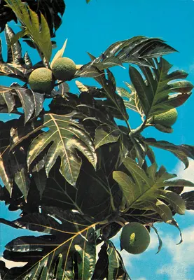 Frutas do pão — Série S.025 — SCANDINEXIM, Ltd.
