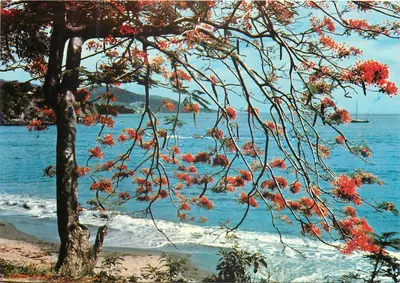 Cortina de flamboyantes — S.091 — Imagens Caribenhas