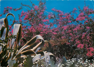Bougainvilliers e espada — Série S.061 — Editor: A.G.E.S. Caraíbas