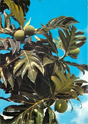 Frutas para pão — Frutas do pão — Brotfrucht baum — S.025 — Imagens das Caraíbas — SCANDINEXIM, Ltd. — 97133 Saint-Barthélemy, F.W.I.