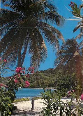 Cocotero e Flores na Praia — Série S. 109 — SCANDINEXIM, Ltd. - P.O. Box 45, 97133 Saint-Barthélemy, F.W.I.