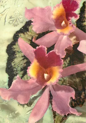 Orquídeas rosas — detalhes florais — Crava 100/18
