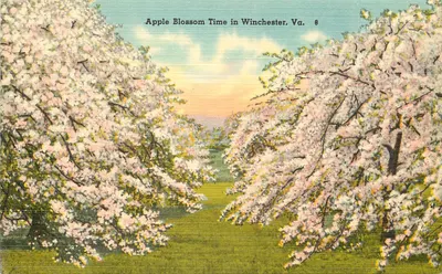 Apple Blossom Time in Winchester, Va. — série 8 — editor Tichnor Bros. Inc.