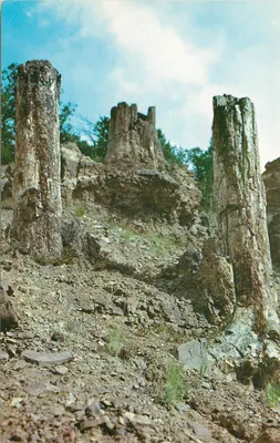 Stumps fossilizados — Specimen Ridge — Parque Nacional Yellowstone — Haynes Studios Inc., Bozeman, Montana