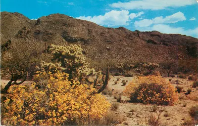 Deserto do Arizona — paisagem com cholla e flores amarelas — Bradshaw's Photo Shop, Sedona, Ariz.