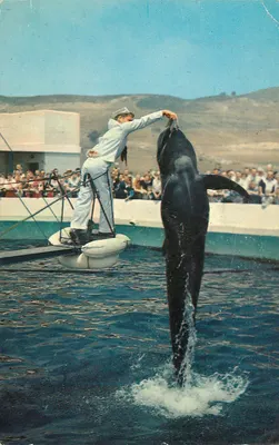 Marineland of the Pacific — Bubbles, golfinho em espetáculo — editor H.S. Crocker Co. Inc.
