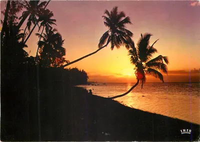 Ilha Maurício — Ponte aux Sables — pôr do sol e cocoteros — Iris