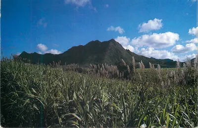 Campo de cana-de-açúcar — Ilha da Maurícia — Les éditions C.I.E.M. Ltée, n° 23185