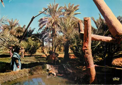 Oasis — Mauritanie — editor IRIS