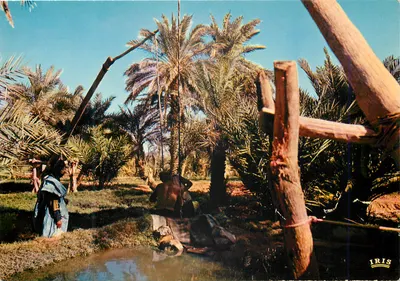 Oásis — Mauritanie — IRIS