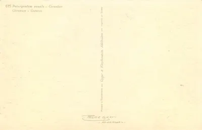 Geranium zonale — flor vermelha — impresso na Suíça — Verso