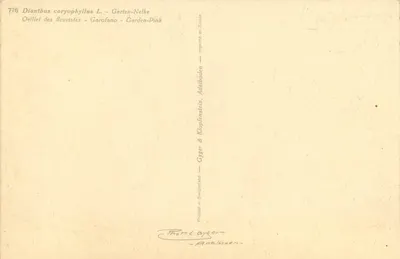 Fiori di carthamo — Dianthus caryophyllus L. — Gyger & Klopfer & Adelboden — Verso