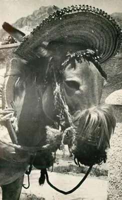 Burro à Marbella — Málaga — Foto D. Cortés