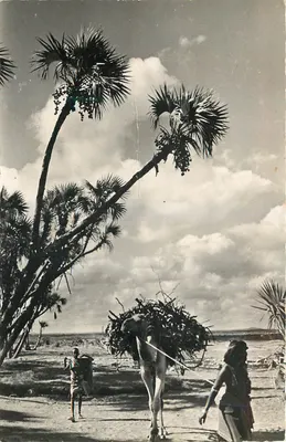 Djibuti — Vendedor de madeira — Grands Comptoirs Français, André Leconte, Paris