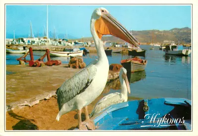Mykonos — Pelicans no porto — editor T-157