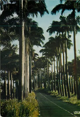 Allée Dumanoir — Guadeloupe — editor IRIS