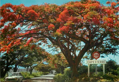 Capesterre — Flamboyants em flores — Edição Antilles Touristiques
