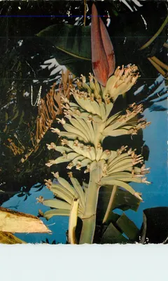 Flor do bananeiro — Vegetação tropical — Coleção Basse-Terre, n°39