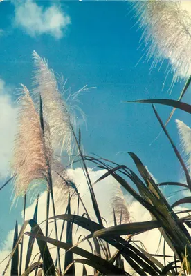 Flechas de Açúcar — Pointe-à-Pitre (Guadalupe) — Impresso na França