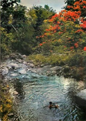 Natação em rio — Étrelmel, Guadalupe — SCANDINEXIM, Ltd. S.006