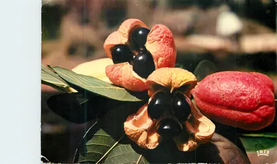 Frutas de Blighia sapida — Antilles Radieuses — editor IRIS, n° 5637