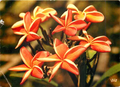 Flores das Antilhas — Frangipani — editor IRIS, n° 6706