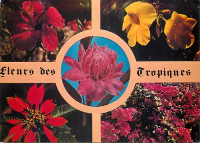 Flores dos Trópicos — Maquette P. Mora — n°8282