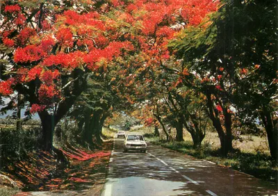 Estrada sombreada de flamboyantes — Série S.052 — Images & Carabes