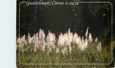 Guadalupe, Cana-de-açúcar — Edições André Exbrayat, n° 64 60 58