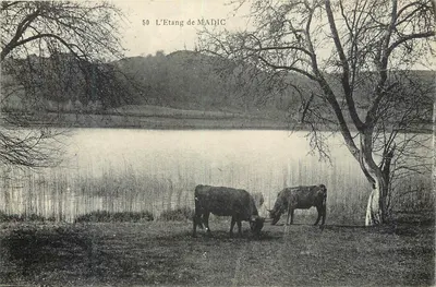 O Lago de MADIC — vista com duas vacas perto do lago — M. Z., imp. - Timoges