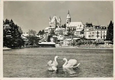 Thun no inverno — vista do lago com cisnes — Arthur Caur Photo, Hilterfingen