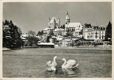 Thun no inverno — vista do lago com cisnes — Arthur Baur Photo, Hilterfingen, n°373