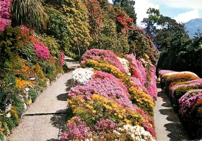 Villa Carlotta - Azaleias - Brunner & C. - 110-052