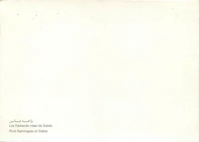 Flamencos rosa de Gabès — Gabès, Tunísia — Verso