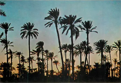 Paisagem de palmeiras — pôr do sol — editor ÉDISSA, n° 6233
