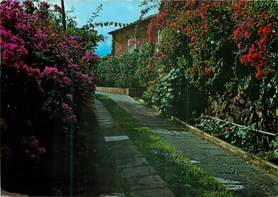 Paisagem típica com Flores — Ilhas Canárias — Edições Otto Reuss, n° 486