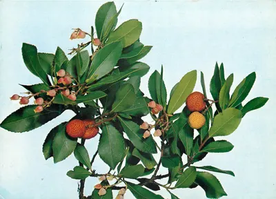 Arbutus unedo — Arbre à fraises — Royal Botanic Gardens, Kew