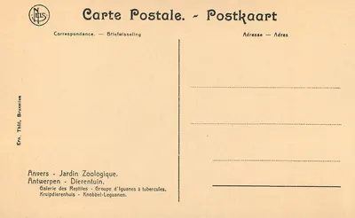 Anvers - Ogród Zoologiczny — Galeria Reptiliów — Grupa iguan z grudkami — Wydawca NELS, Bruksela — Rewers