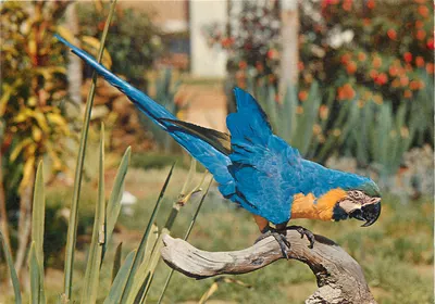 Arara Azul - Anodorhynchus hyacinthinus — editor Mercator, série BRASIL TURISTICO