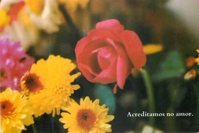 Flores — Rosa vermelha em primeiro plano — Editor Cidade Nova, referência 89