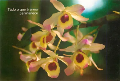 Orquídea — Tudo o que é amor permanece. — Editora Cidade Nova, série 90