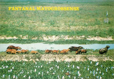 Pantanal Matogrossense — Capivaras e pássaro perto de um curso d'água — Brasília Turístico