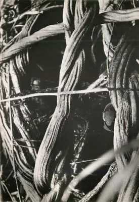 Lianas da floresta amazônica — Expedição Guiana-Tumuc-Humac — foto D. Darbois